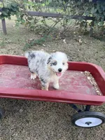 Reba, a female Australian Shepherd for sale in Pembroke, NC – 1 of 6