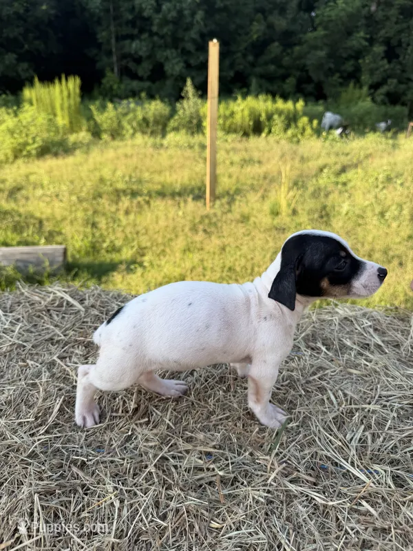 Roxy – Rat Terrier puppy for sale in Pembroke, NC