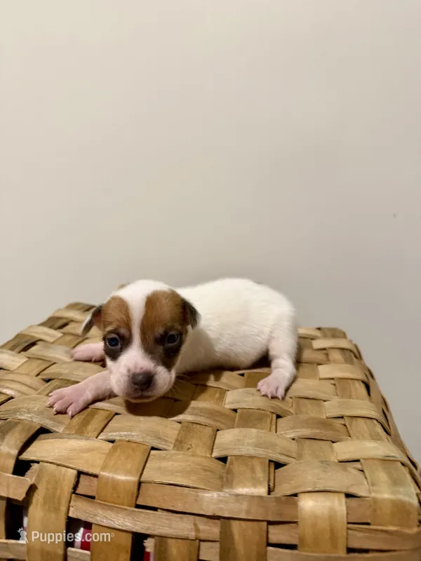 Jenny – Rat Terrier puppy for sale in Pembroke, NC
