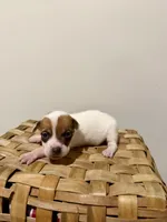 Jenny, a female Rat Terrier for sale in Pembroke, NC – 1 of 5