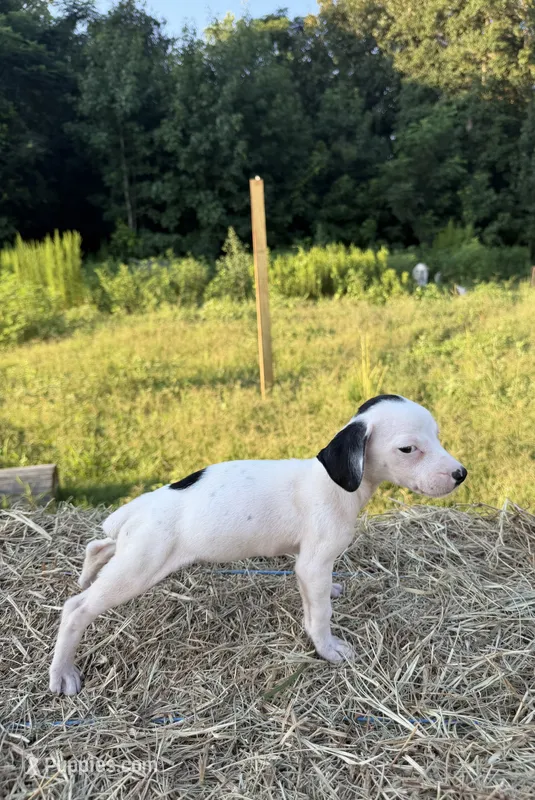 Belle – Rat Terrier puppy for sale in Pembroke, NC