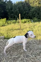 Belle, a female Rat Terrier for sale in Pembroke, NC – 1 of 2