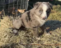 River, a female Australian Shepherd for sale in Pembroke, NC – 5 of 8