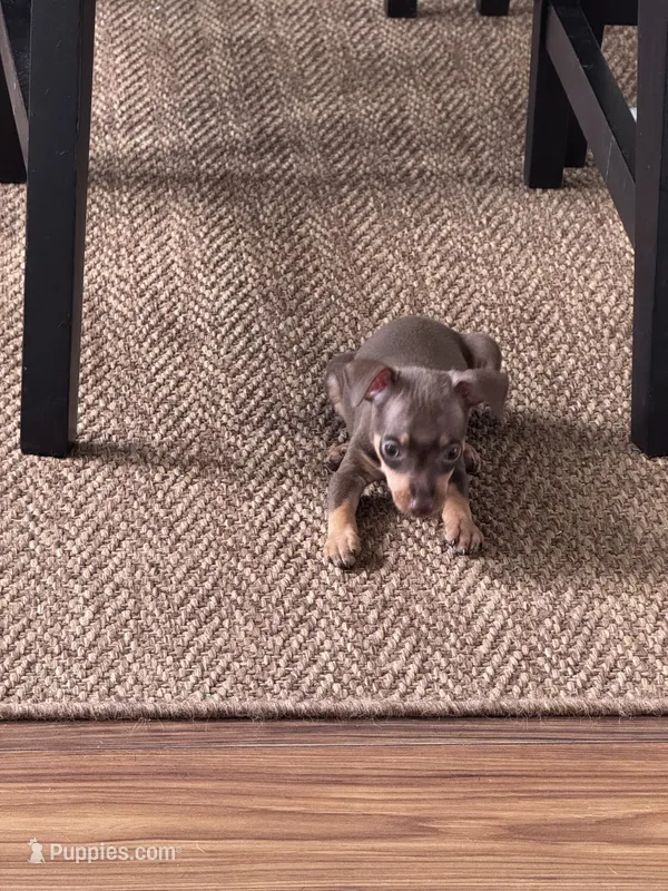Mini Nacho – Miniature Pinscher puppy for sale in Virginia Beach, VA