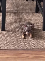 Mini Nacho, a male Miniature Pinscher for sale in Virginia Beach, VA – 1 of 8