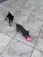 Babygirl, a female Miniature Pinscher for sale in Virginia Beach, VA – 3 of 8