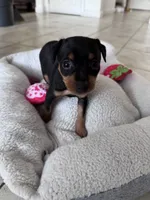 Babygirl, a female Miniature Pinscher for sale in Virginia Beach, VA – 7 of 8