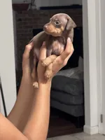 Mini Nacho, a male Miniature Pinscher for sale in Virginia Beach, VA – 4 of 8