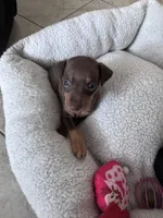 Mini Nacho, a male Miniature Pinscher for sale in Virginia Beach, VA – 5 of 8