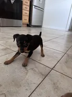 Babygirl, a female Miniature Pinscher for sale in Virginia Beach, VA – 6 of 8