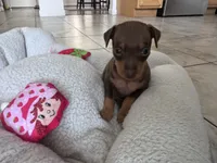 Mini Nacho, a male Miniature Pinscher for sale in Virginia Beach, VA – 6 of 8