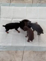 Babygirl, a female Miniature Pinscher for sale in Virginia Beach, VA – 4 of 8