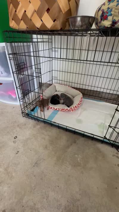 Mini Nacho, a male Miniature Pinscher for sale in Virginia Beach, VA – 8 of 8