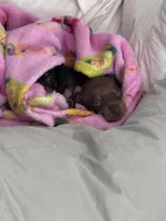 Mini Nacho, a male Miniature Pinscher for sale in Virginia Beach, VA – 3 of 8