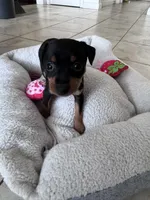 Babygirl, a female Miniature Pinscher for sale in Virginia Beach, VA – 5 of 8
