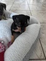 Babygirl, a female Miniature Pinscher for sale in Virginia Beach, VA – 2 of 8