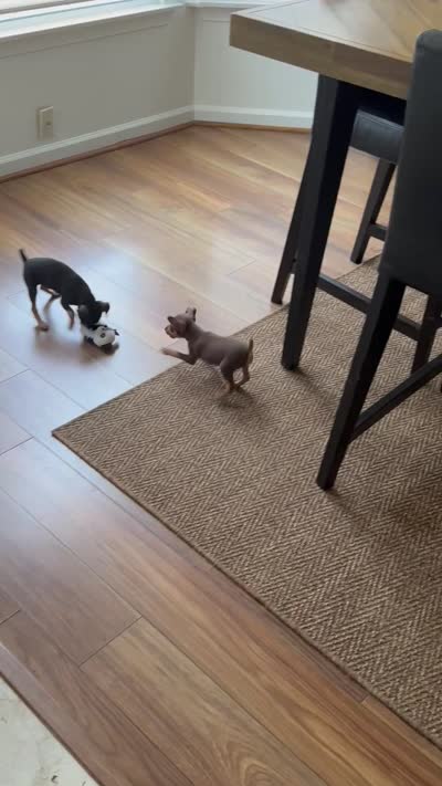 Babygirl, a female Miniature Pinscher for sale in Virginia Beach, VA – 8 of 8