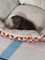 Mini Nacho, a male Miniature Pinscher for sale in Virginia Beach, VA – 7 of 8