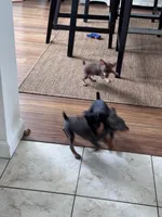 Mini Nacho, a male Miniature Pinscher for sale in Virginia Beach, VA – 2 of 8