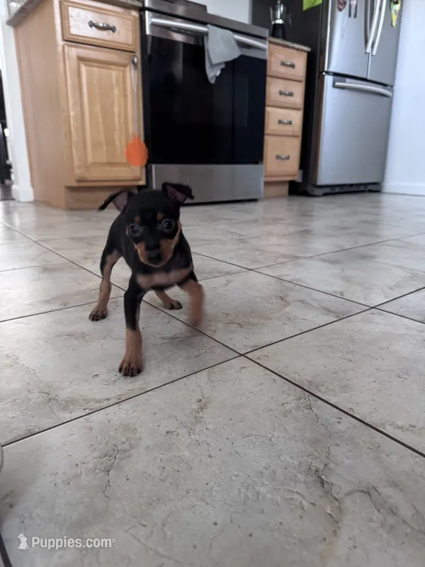 Babygirl – Miniature Pinscher puppy for sale in Virginia Beach, VA