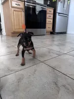 Babygirl, a female Miniature Pinscher for sale in Virginia Beach, VA – 1 of 8