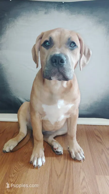 Dakota – American Bully puppy for sale in Lexington, NC