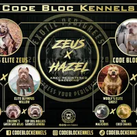 Aurora, a female American Bully for sale in Lexington, NC – Photo 7 of 8