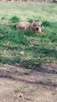 Aurora, a female American Bully for sale in Lexington, NC – Photo 8 of 8