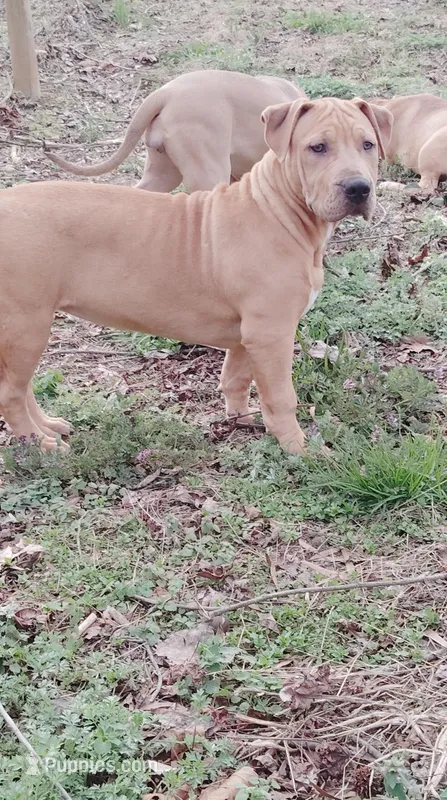 Aurora – American Bully puppy for sale in Lexington, NC