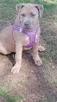 Aspen, a female American Bully for sale in Lexington, NC – Photo 9 of 9