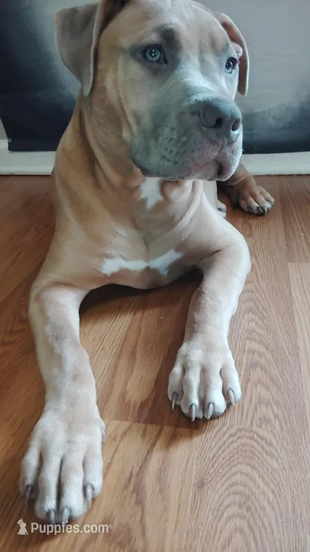 Aspen – American Bully puppy for sale in Lexington, NC