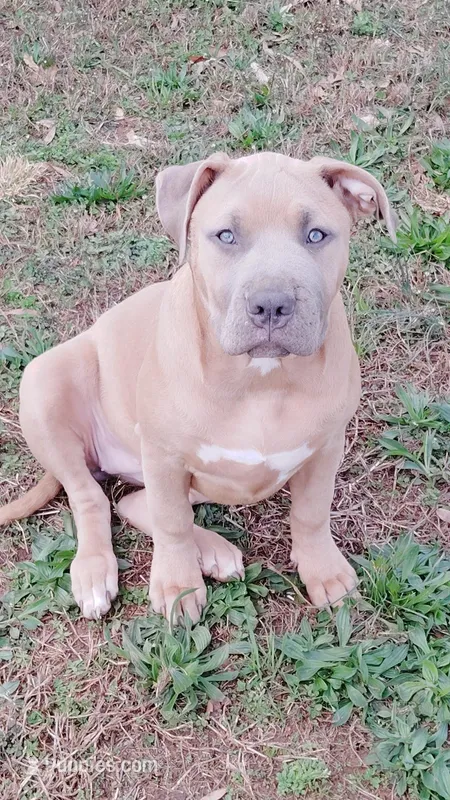 Aspen – American Bully puppy for sale in Lexington, NC