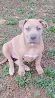 Aspen, a female American Bully for sale in Lexington, NC – Photo 1 of 9