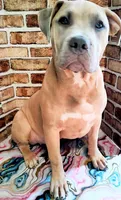 Aspen, a female American Bully for sale in Lexington, NC – Photo 1 of 10