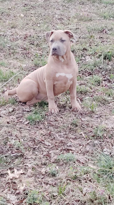 Aspen – American Bully puppy for sale in Lexington, NC