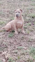 Aspen, a female American Bully for sale in Lexington, NC – Photo 2 of 9