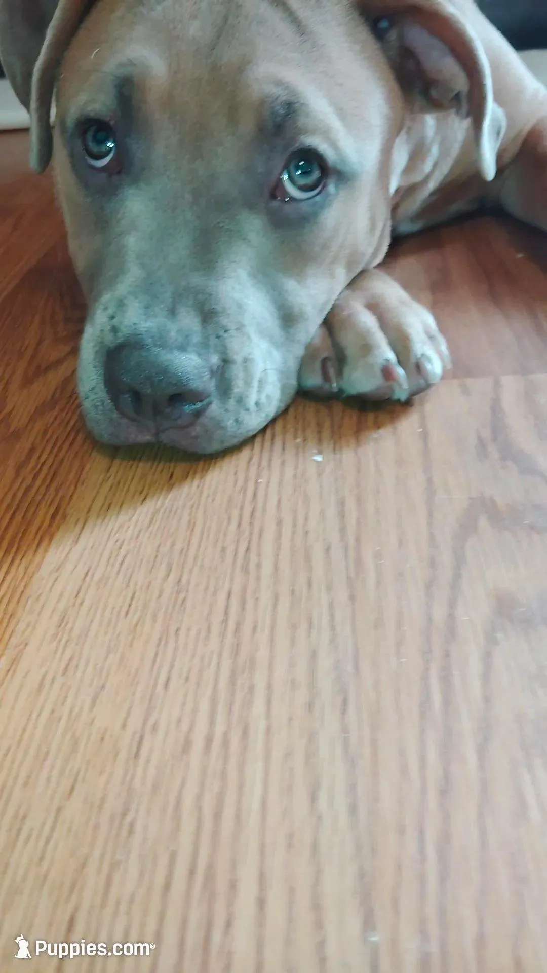 Aspen, a female American Bully for sale in Lexington, NC – Photo 7 of 10