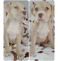 Phoenix, a female American Bully for sale in Lexington, NC – Photo 1 of 7