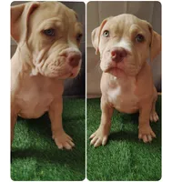 Phoenix, a female American Bully for sale in Lexington, NC – Photo 2 of 7