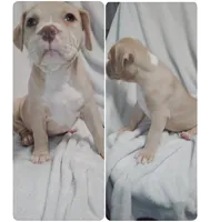 Phoenix, a female American Bully for sale in Lexington, NC – Photo 3 of 7