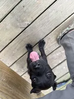 Kilo, a male Cane Corso for sale in Delmar, MD – 4 of 6