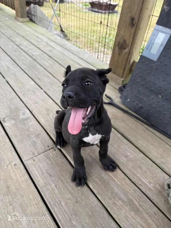 Kilo – Cane Corso puppy for sale in Delmar, MD