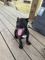 Kilo, a male Cane Corso for sale in Delmar, MD – 1 of 6
