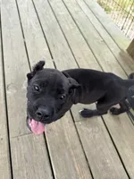Kilo, a male Cane Corso for sale in Delmar, MD – 3 of 6