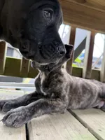 Kilo, a male Cane Corso for sale in Delmar, MD – 5 of 6