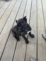 Kilo, a male Cane Corso for sale in Delmar, MD – 2 of 6