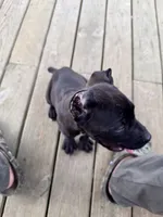 Kilo, a male Cane Corso for sale in Delmar, MD – 6 of 6