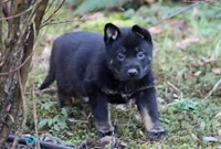 Aria, a female German Shepherd Dog for sale in Castle Rock, WA – Photo 1 of 7