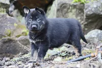 Aria, a female German Shepherd Dog for sale in Castle Rock, WA – Photo 3 of 7