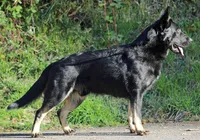 Aria, a female German Shepherd Dog for sale in Castle Rock, WA – Photo 6 of 7